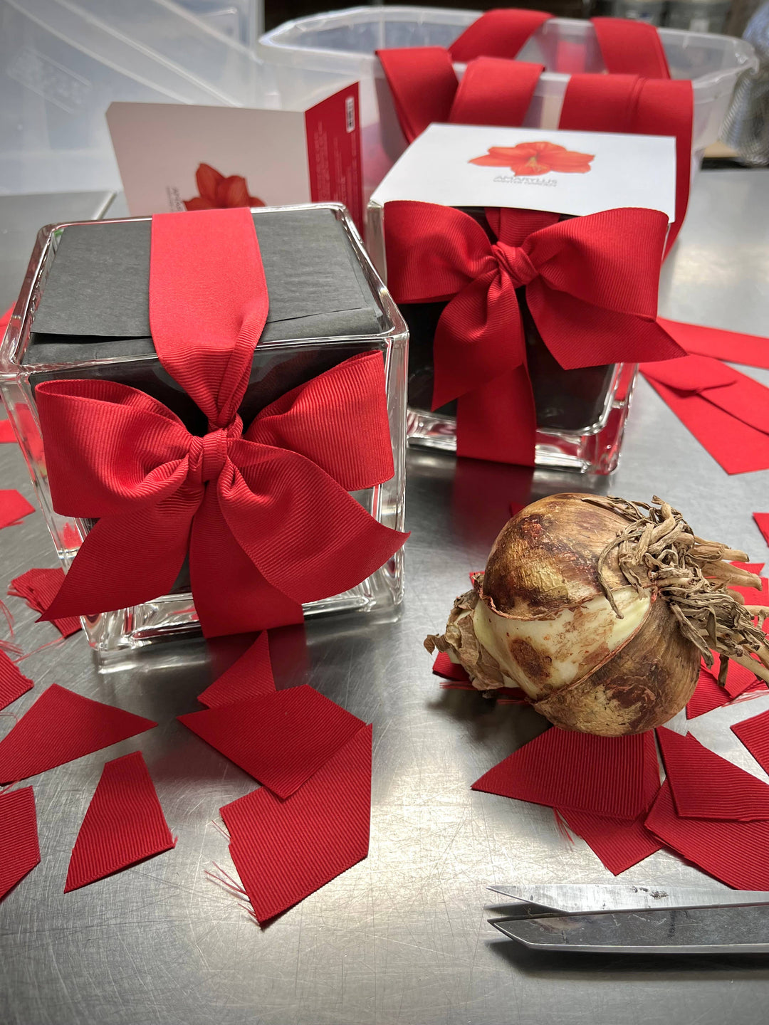 Amaryllis Winter Garden | Christmas Gift | Best Seller