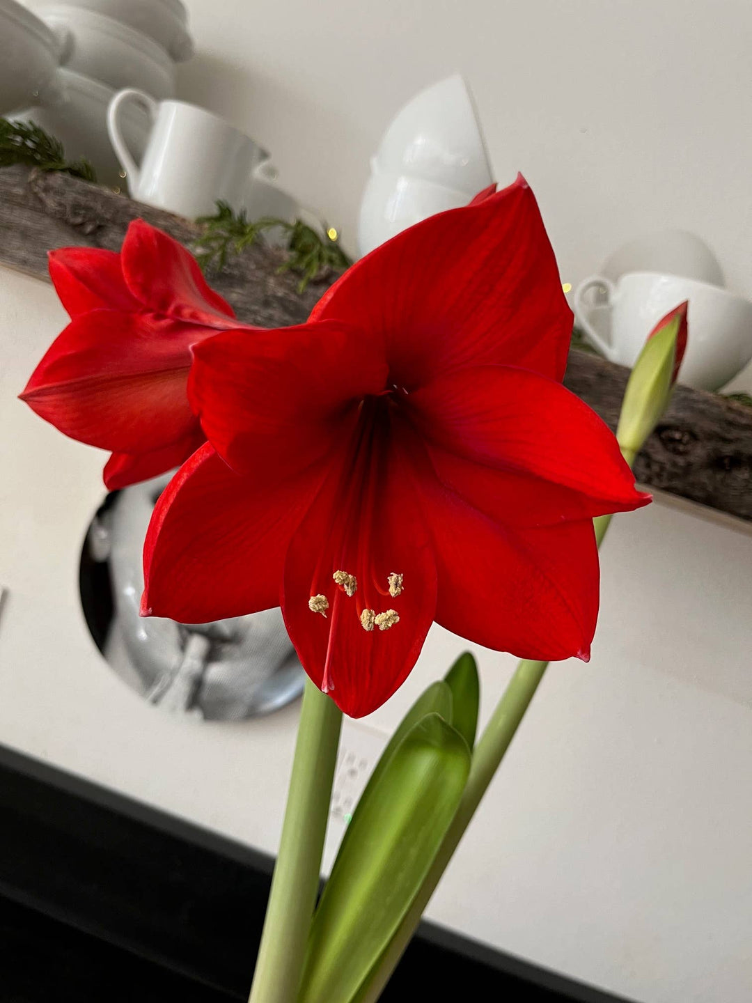 Amaryllis Winter Garden | Christmas Gift | Best Seller