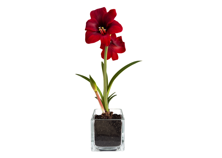Amaryllis Winter Garden | Christmas Gift | Best Seller