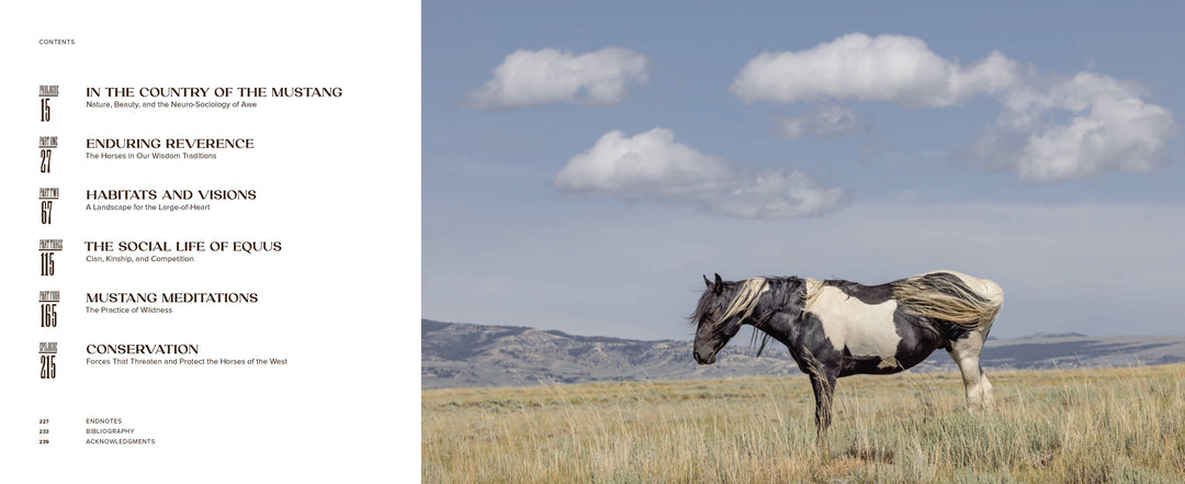 Wild Horse Effect