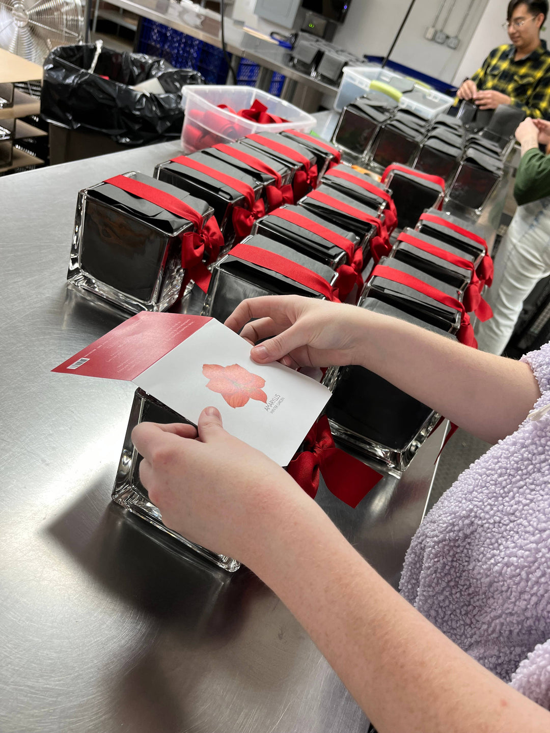 Amaryllis Winter Garden | Christmas Gift | Best Seller